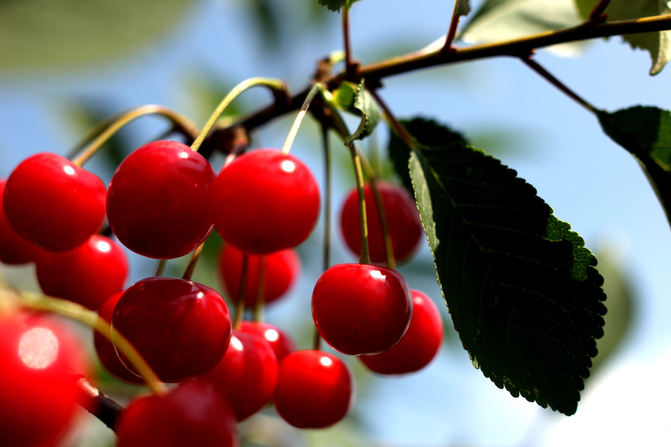 the small red berries on the nch are growing