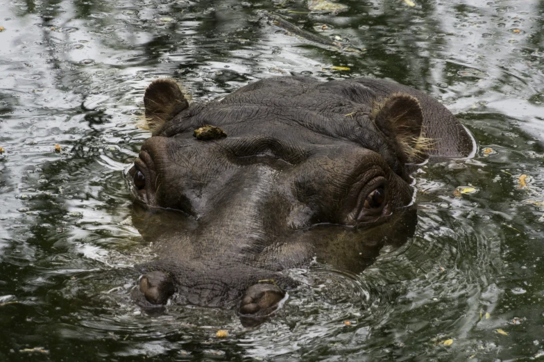 an animal swimming in some water with its nose out