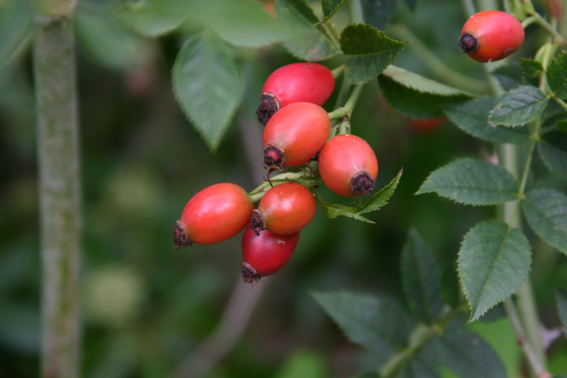 some red berries growing on some green leaves