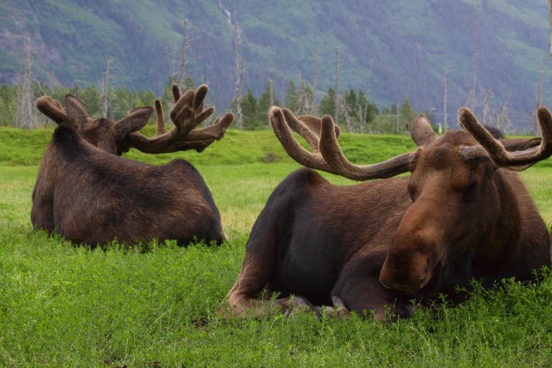 the two moose are sitting in the grass