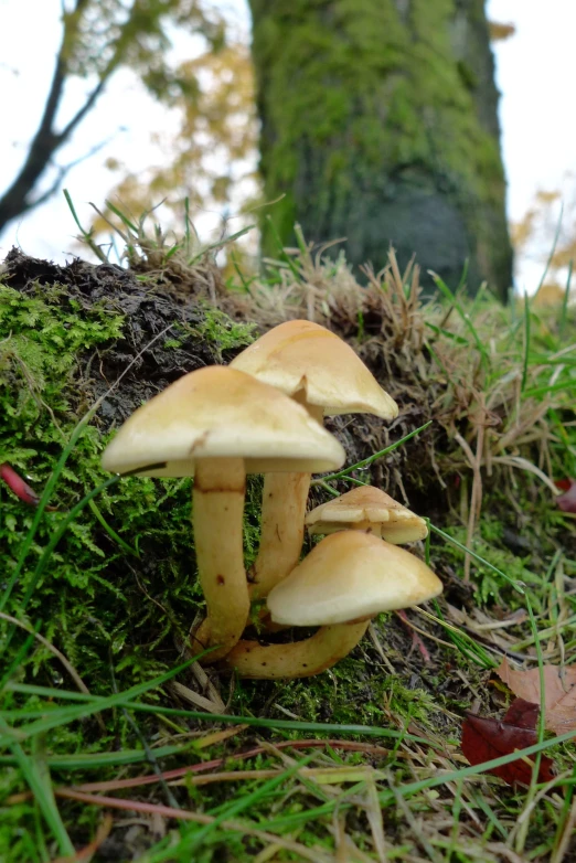 a group of mushrooms in the grass near a tree