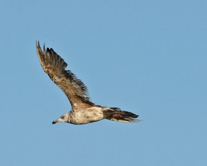 bird in mid flight with its wings outstretched