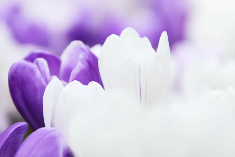 the flower is surrounded by white fluffy petals