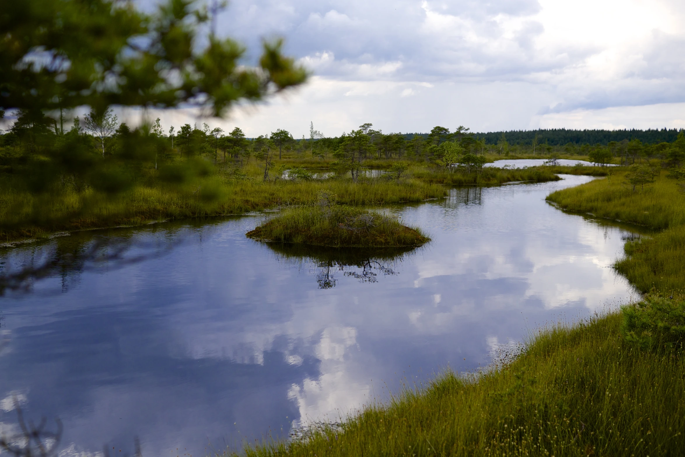 a swamp filled with water surrounded by lush green trees