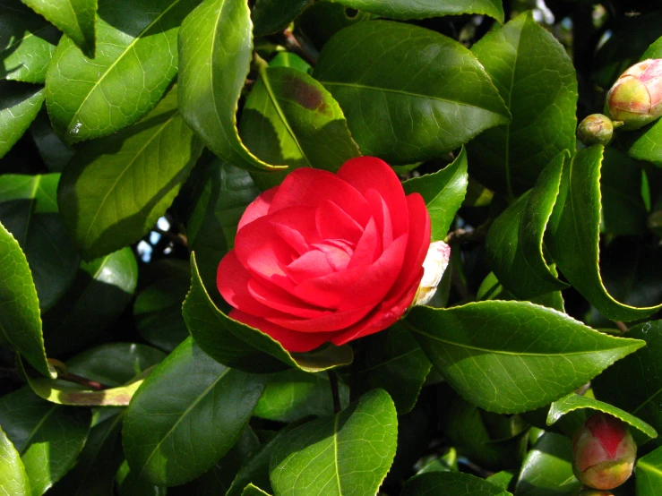 a red flower sits on top of green leaves