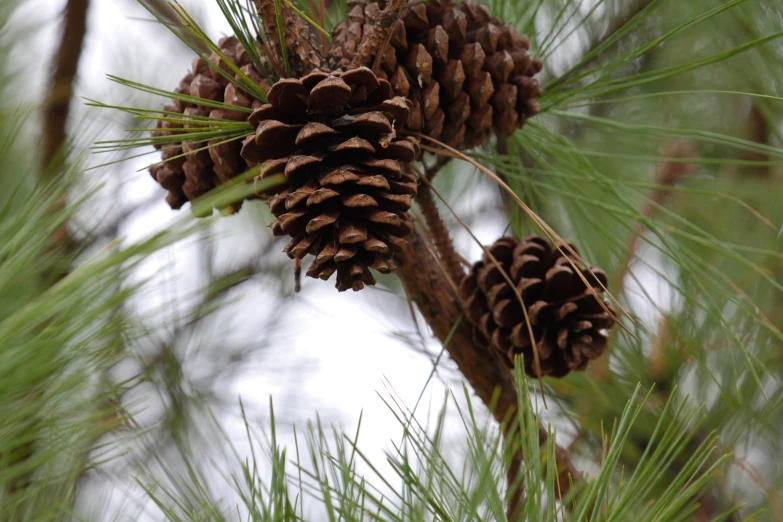 a pine cone is on top of a tree nch