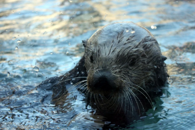 a wet otter in water on a sunny day