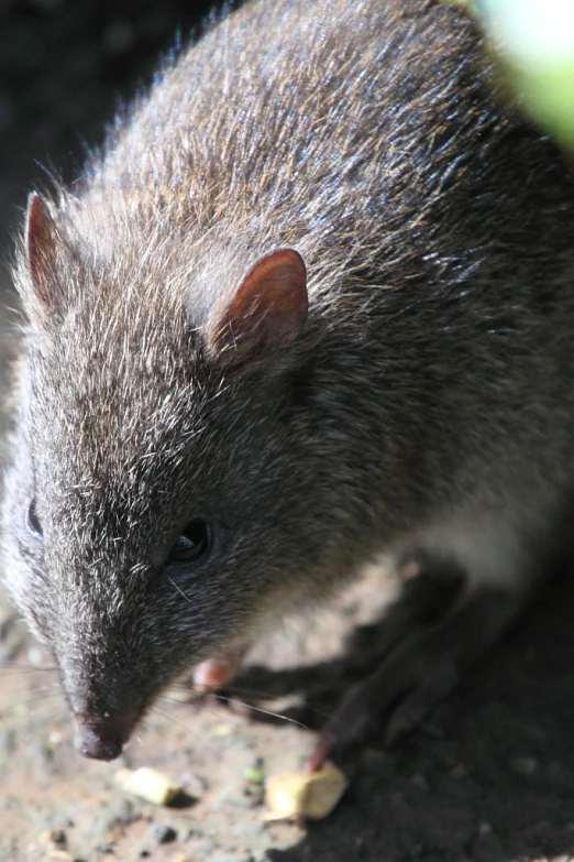 a small rat eating food in the sun