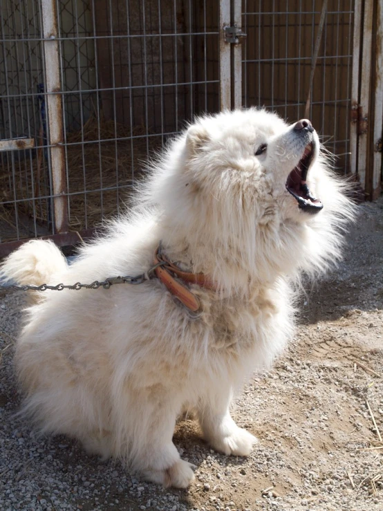 the white dog has its mouth open and is yawning
