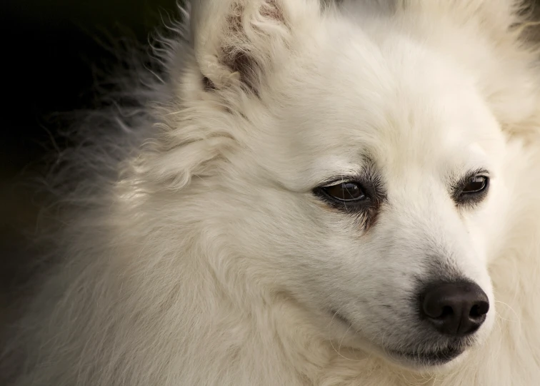 a white dog is standing in the sun