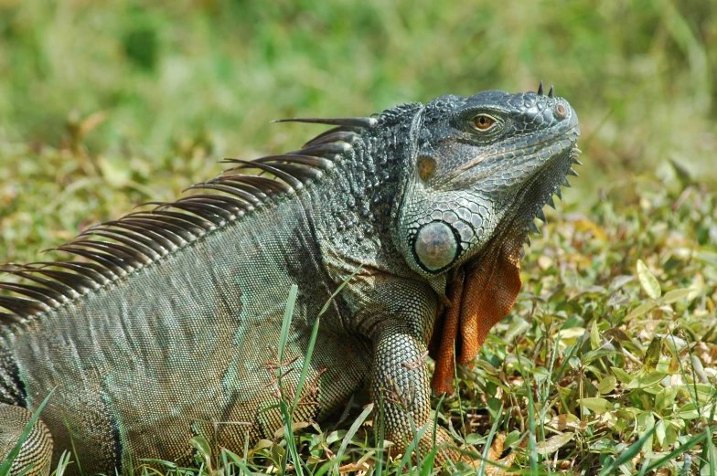 a large lizard sitting on top of the grass