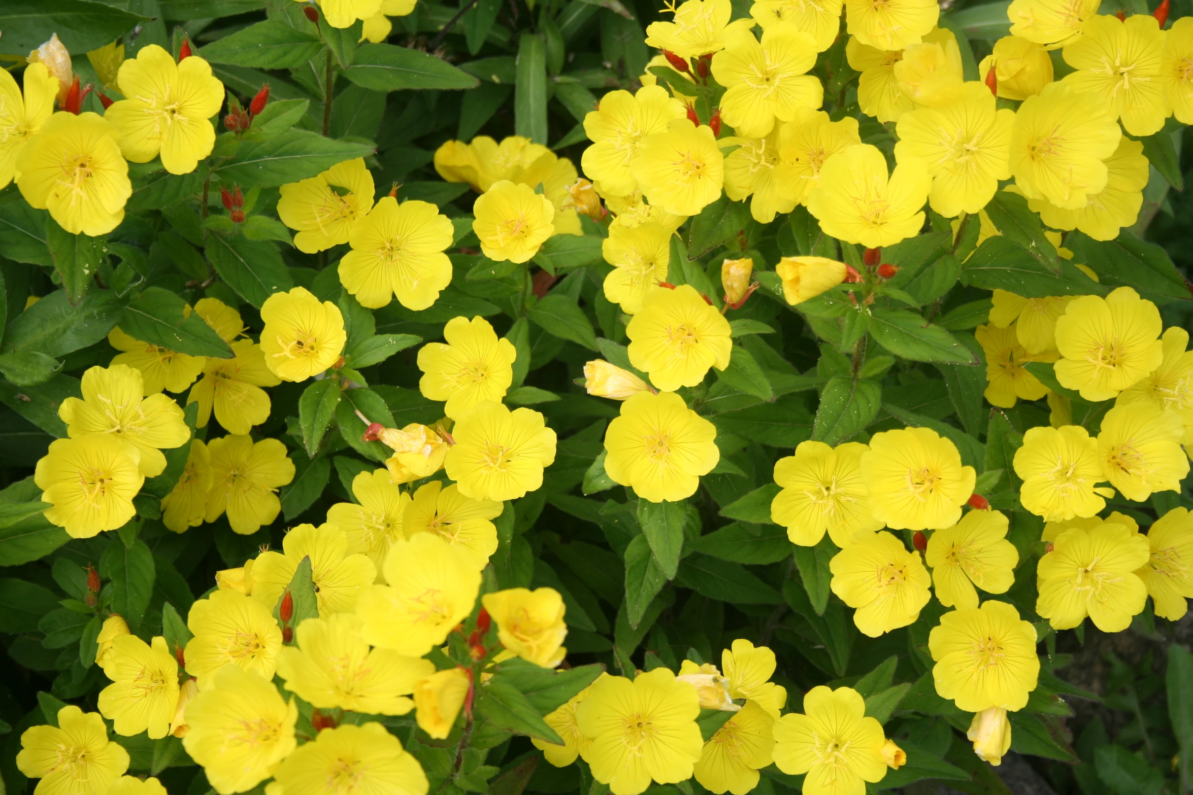 yellow flowers and green leaves growing on a bed of grass