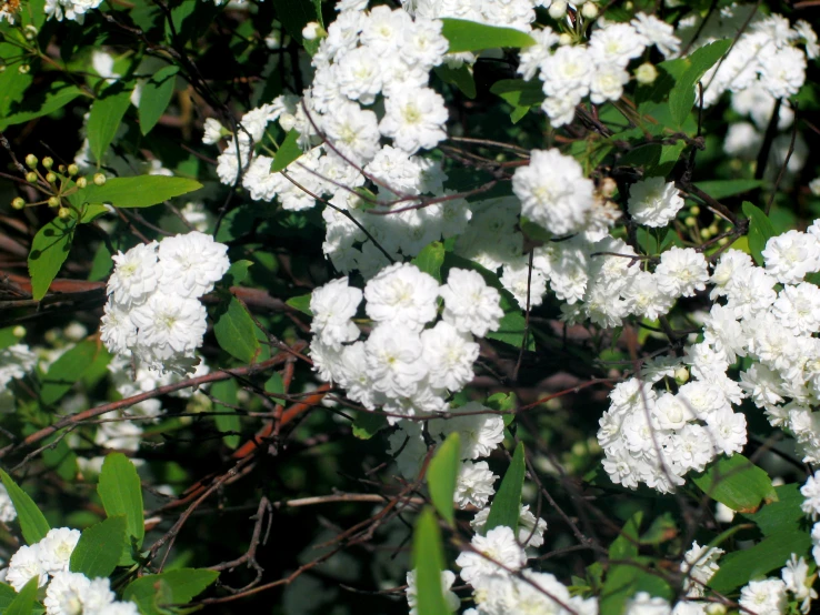 several white flowers that are growing on some nches