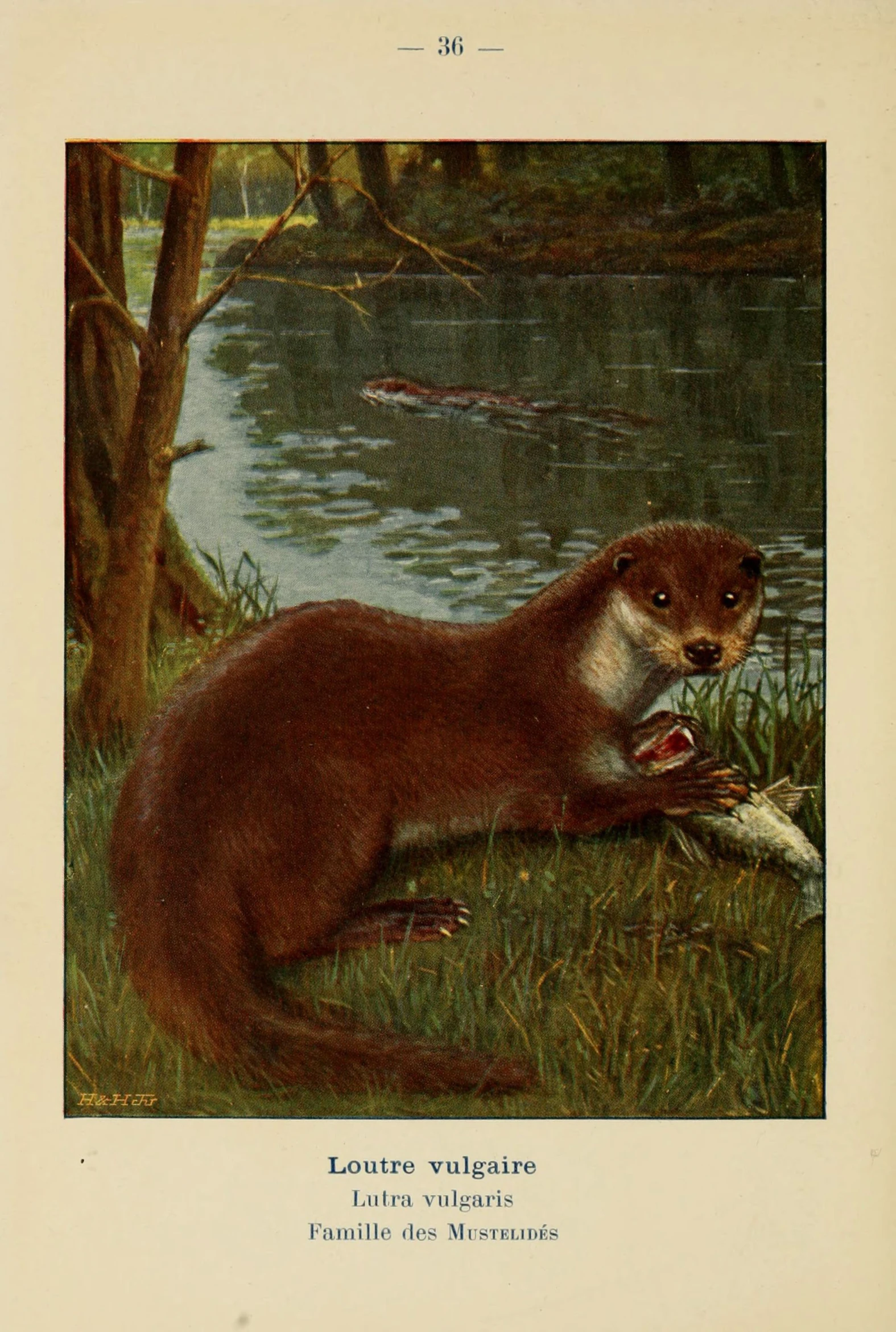 a painting of an otter eating on a nch