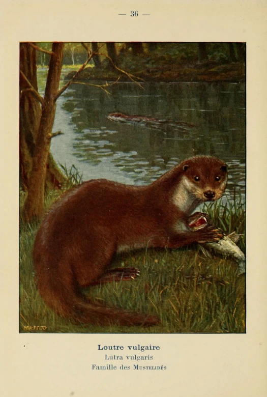 a painting of an otter eating on a nch