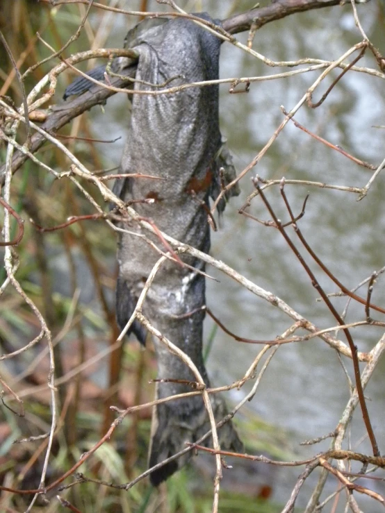 a bird standing on a nch with trees near by