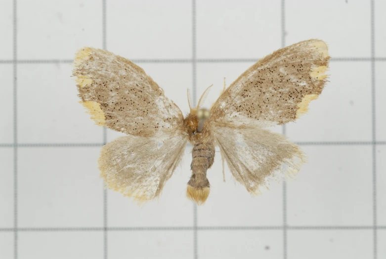 a small erfly with long antennae on it's wings