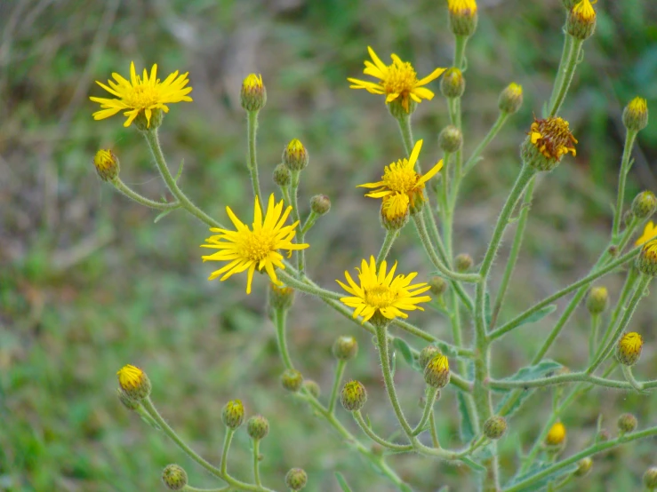 several yellow flowers in the foreground, one is slightly open