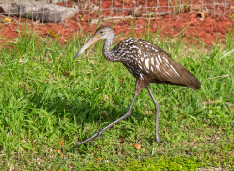 the bird is walking on the grass near some plants