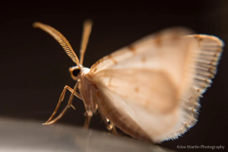 a brown insect is sitting on the glass