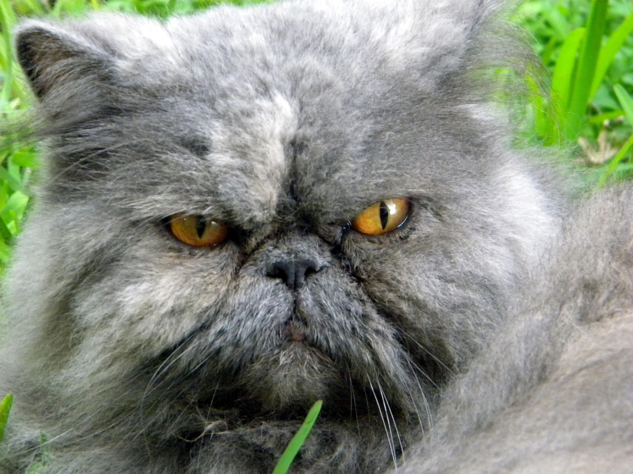 a large gray cat with orange eyes laying in the grass