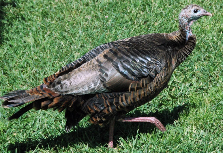 a bird sitting on the ground in a grassy area