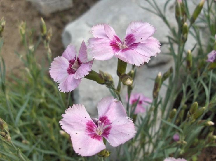 a picture of some flowers in front of a rock