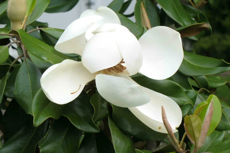 a white flower is growing on a tree