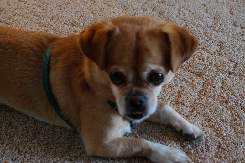 a puppy on the floor with a small smile