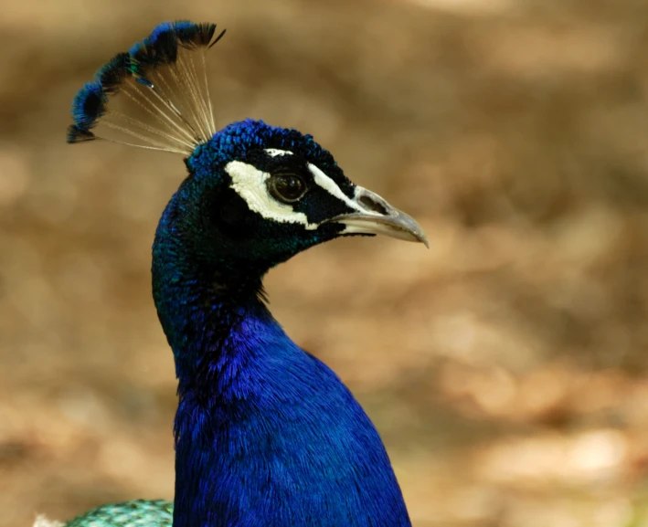 a close - up of a peacock with blue and white feathers