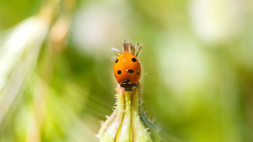 a small orange bug sitting on a plant bud