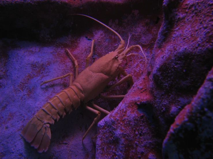 a close up of a large long shrimp on the ground