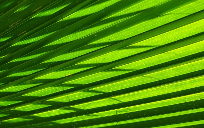 green palm leaf with shadow from the sunlight