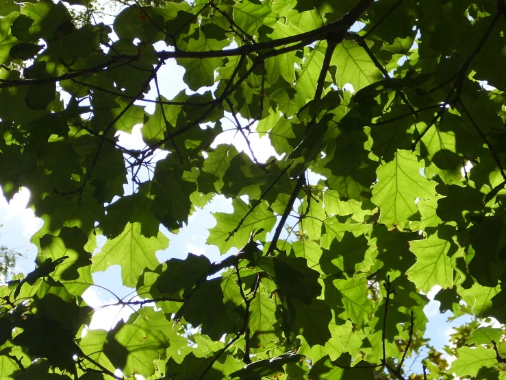 a tree filled with leaves with a blue sky behind it