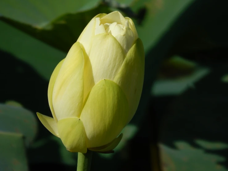 a closeup view of a single flower bud on a yellow stem