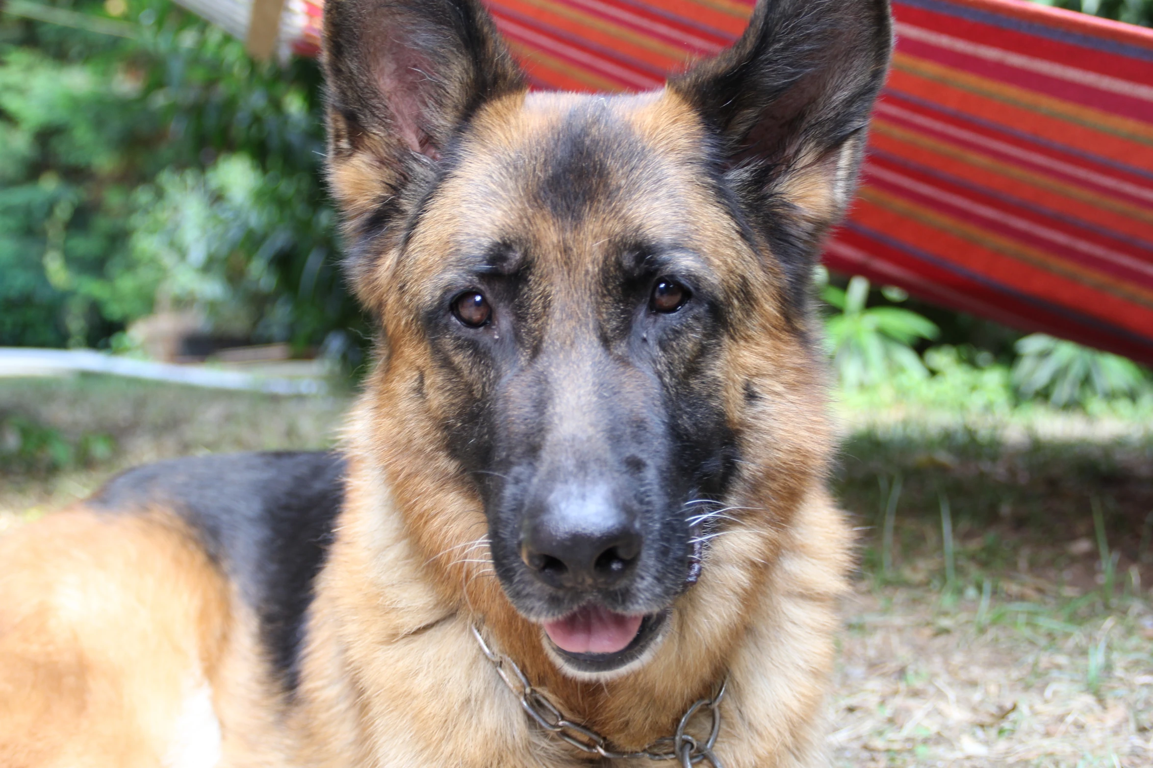 the dog is laying down in the shade and looks at the camera