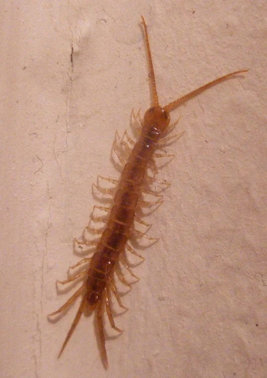 a close up of a centripe on a wall