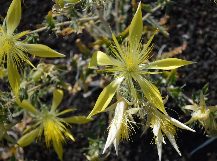 large yellow and white flowers are hanging by themselves