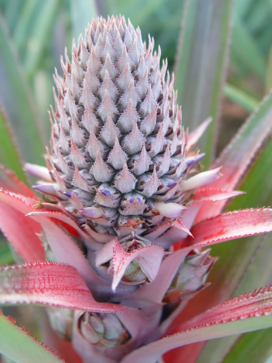 a flower that is sitting in the middle of some plants