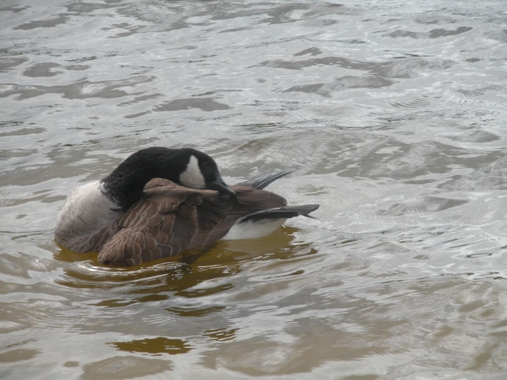 the ducks are bathing in the water near each other