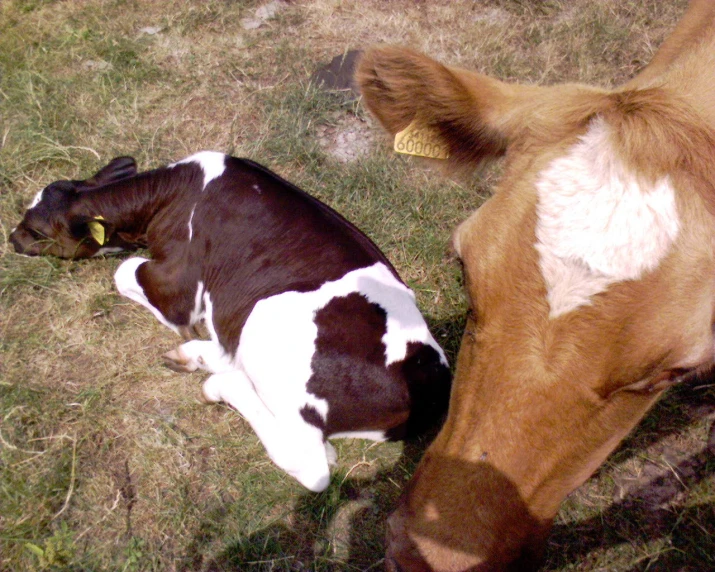 two cows laying next to each other on a field