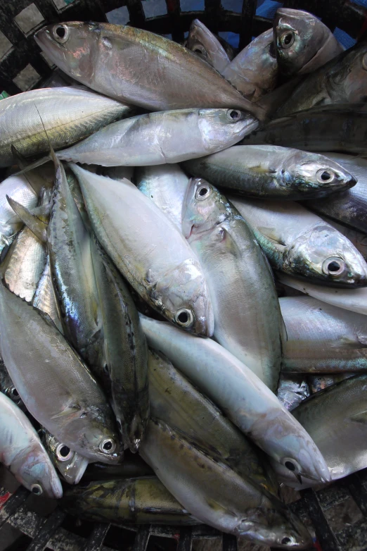 a large group of fish on top of a basket