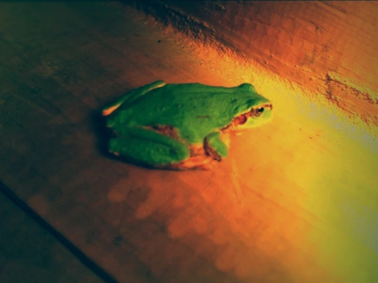 the frog is sitting on the floor alone