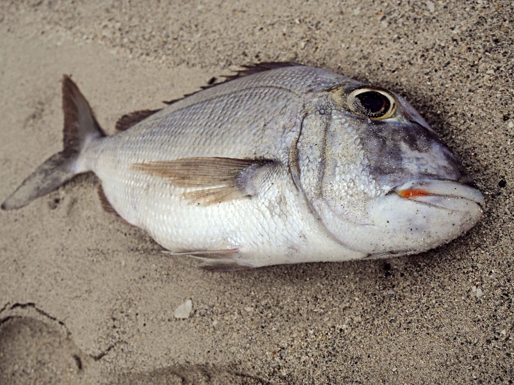 a fish is shown on the sand on the beach