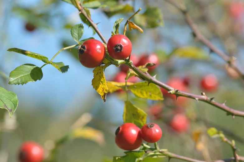 several red berries hang on the nch of a tree