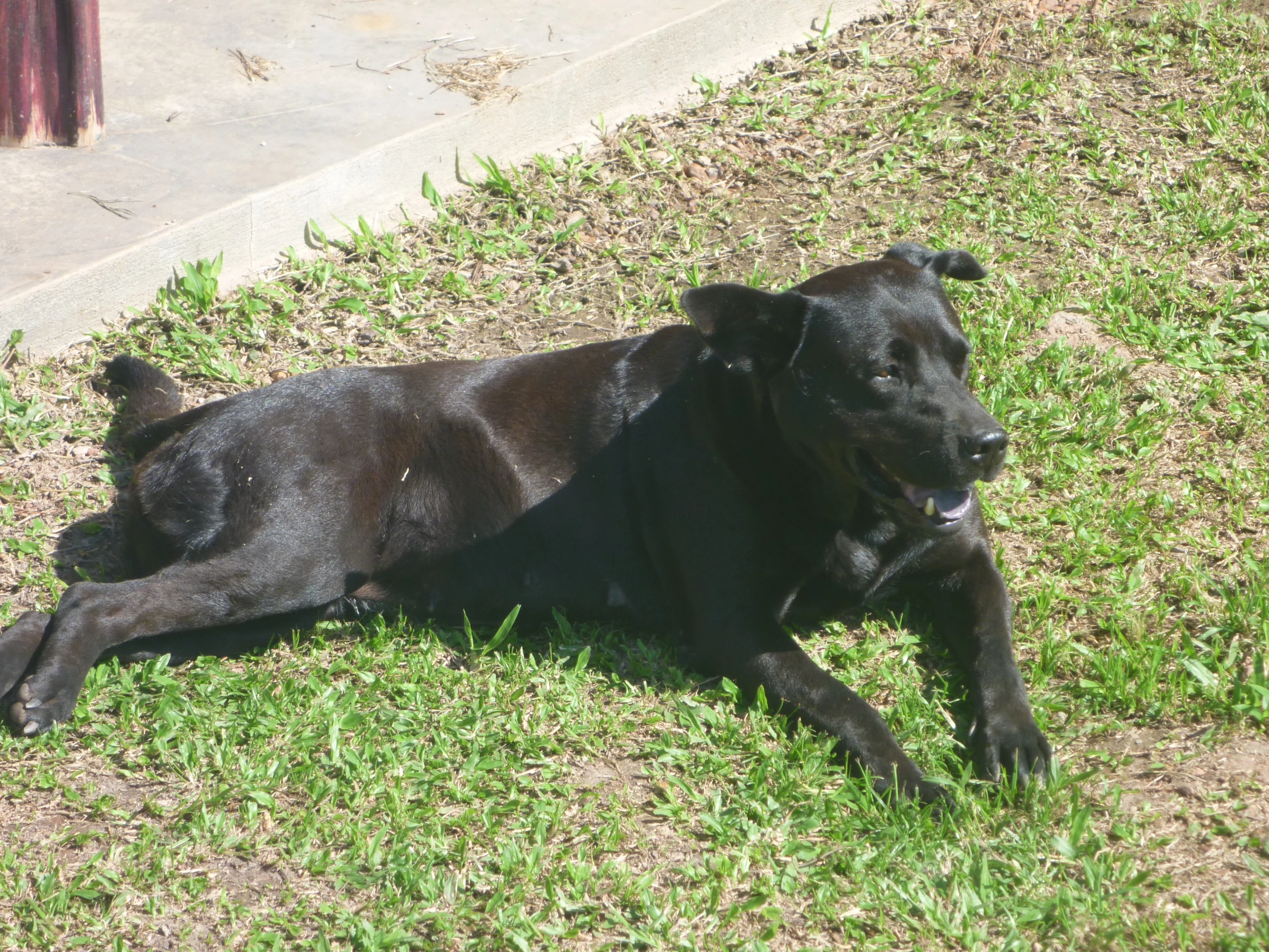 black dog laying on the grass beside a sidewalk