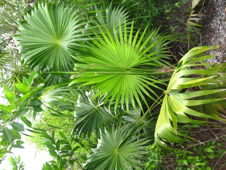 lush vegetation in a forest area