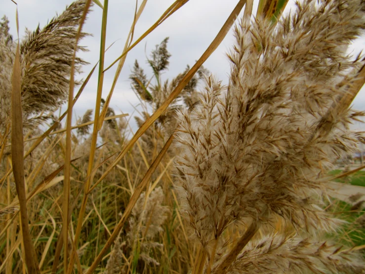 an up close view of some brown grass