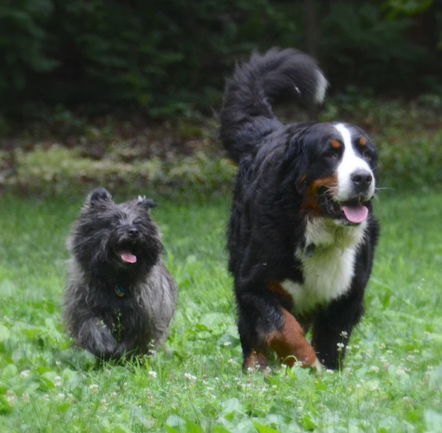 two dog running through some tall grass