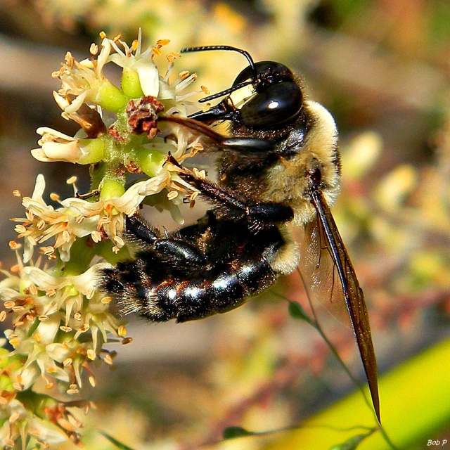 a bum with wings resting on a flower